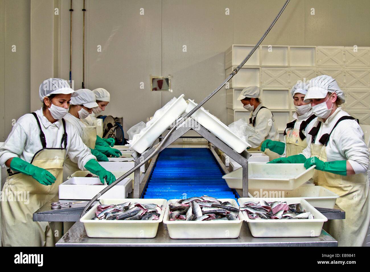 Processing fish hires stock photography and images Alamy