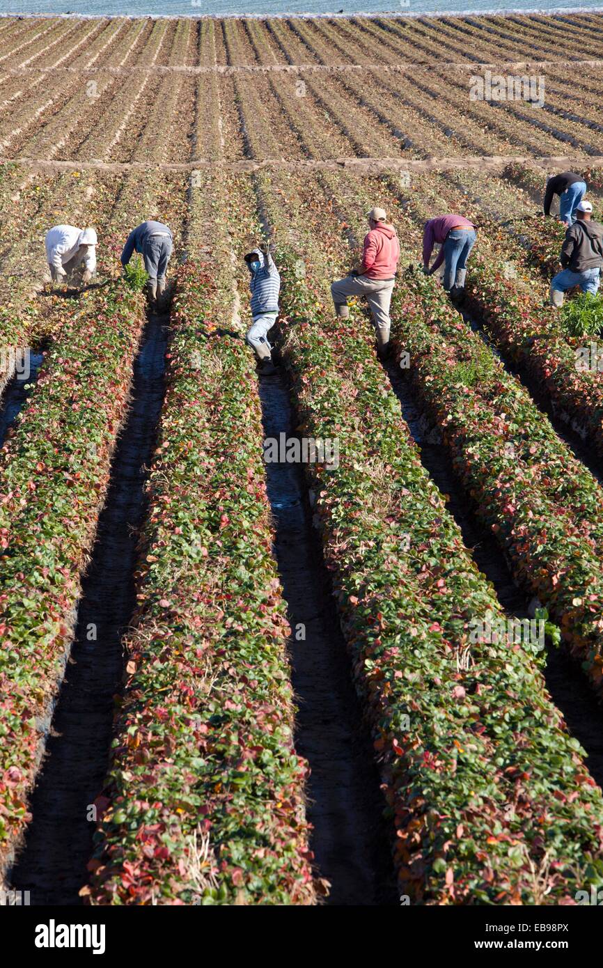 Farm workers in California Stock Photo Alamy