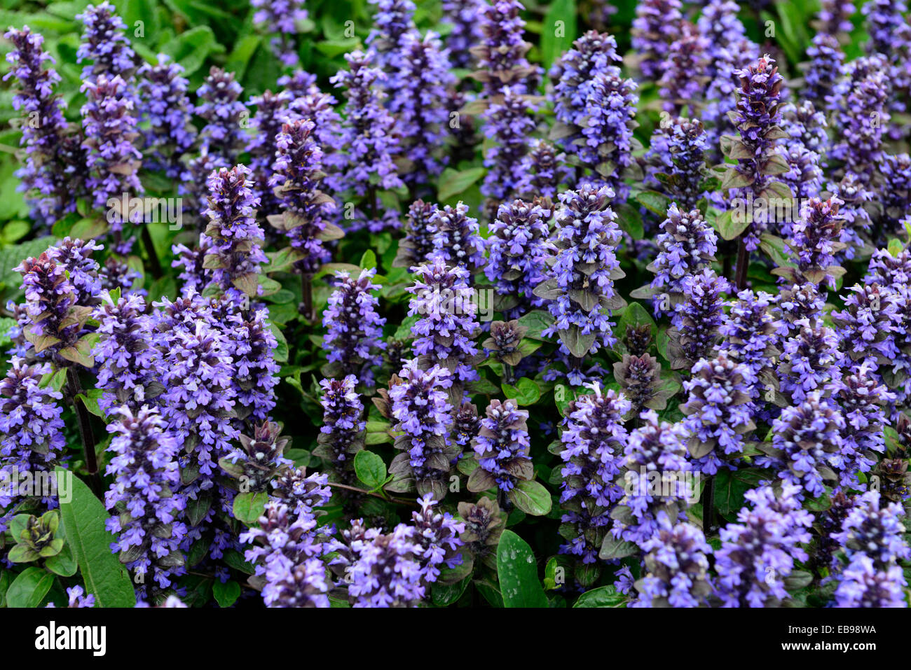 ajuga reptans bugleweed common bugle blue flowers flower flowering
