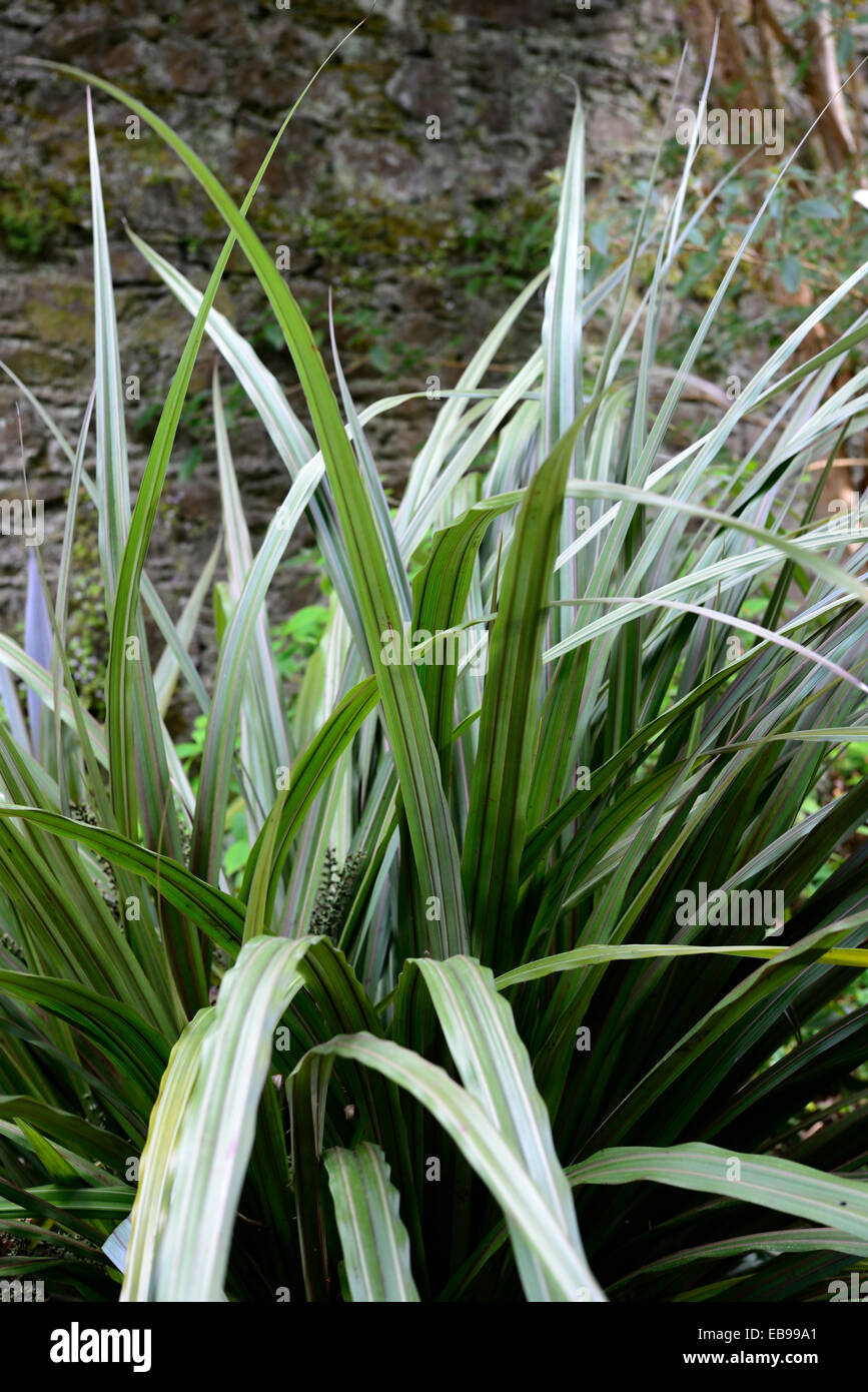 Astelia fragrans bush lily bush flax kakaha green leaves foliage ornamental grass grasses architectural plant planting Stock Photo