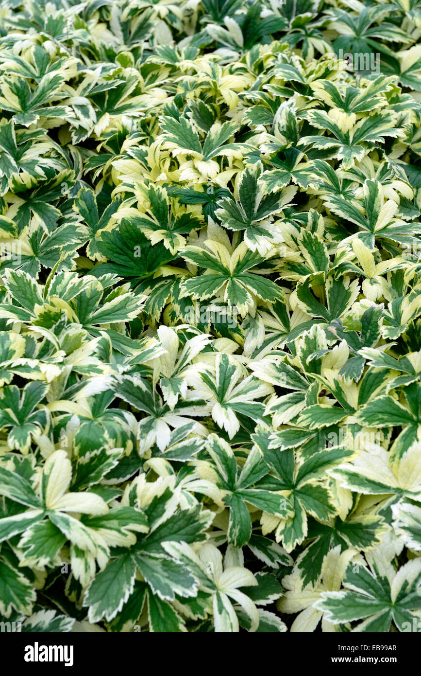 astrantia major sunningdale variegated foliage leaves green white variegation RM Floral groundcover ground cover perennial Stock Photo