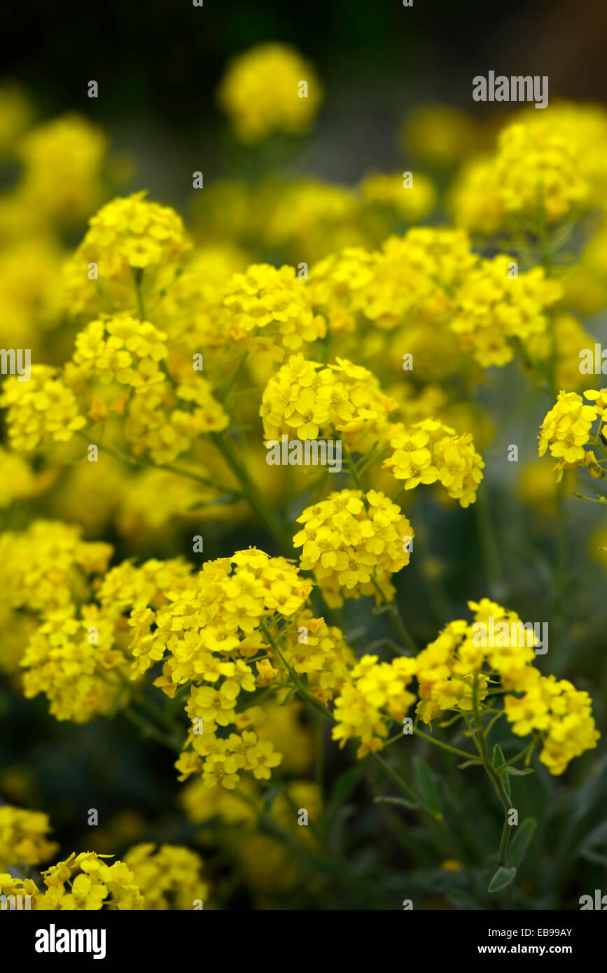 aurinia saxatilis Gold Alyssum Basket of Gold Gold Dust yellow flowers flower flowering inflorescence RM Floral Stock Photo