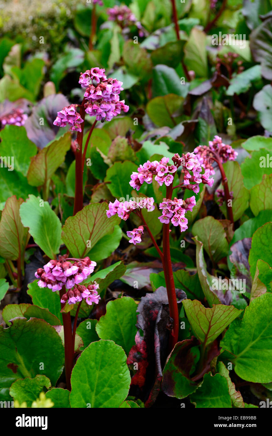 Bergenia red beauty Pink flowers Elephant's ears close-up macro bloom blossom spring early summer RM Floral Stock Photo