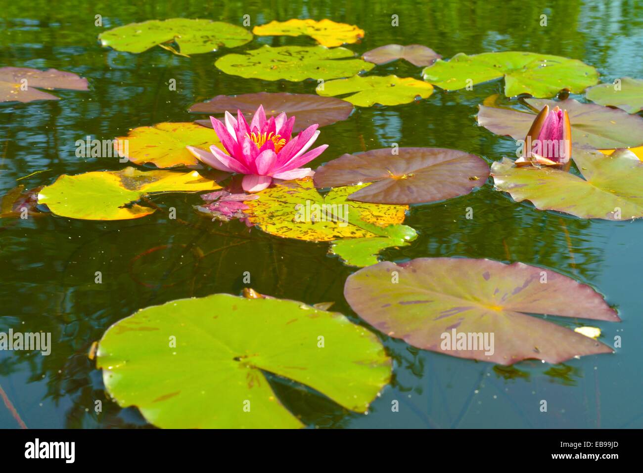 Water Lilies in a lake Stock Photo Alamy