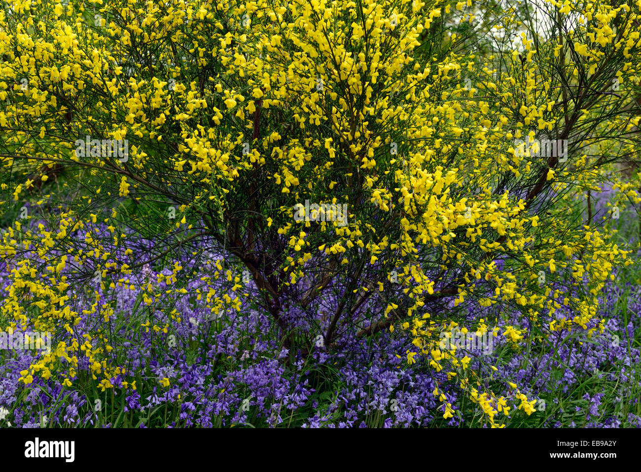 cytisus scoparius yellow flowers flowering bluebells spring display contrast cpontrasting colour colors common broom shrub Stock Photo