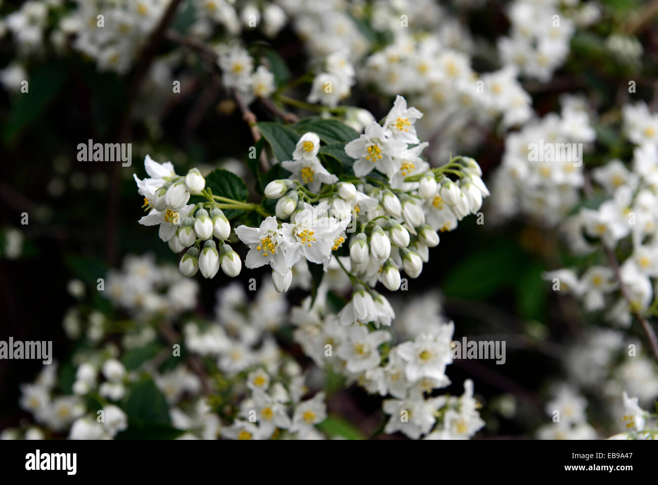 deutzia scabra white flower deutzias summer closeup flowering deciduous shrubs flowers RM Floral Stock Photo