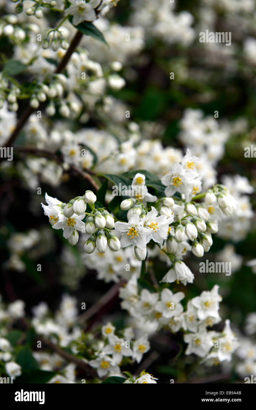 deutzia scabra white flower deutzias summer closeup flowering deciduous shrubs flowers RM Floral Stock Photo