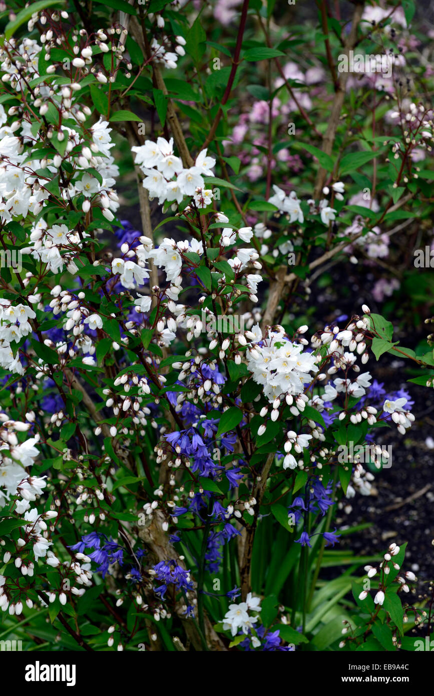 deutzia scabra white flower bluebells deutzias summer closeup flowering deciduous shrubs flowers RM Floral Stock Photo