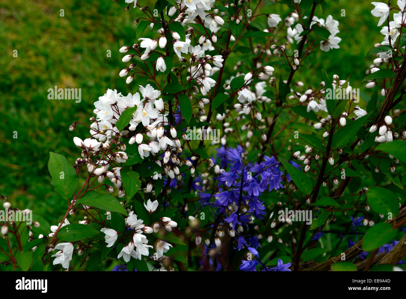 deutzia scabra white flower bluebells deutzias summer closeup flowering deciduous shrubs flowers RM Floral Stock Photo