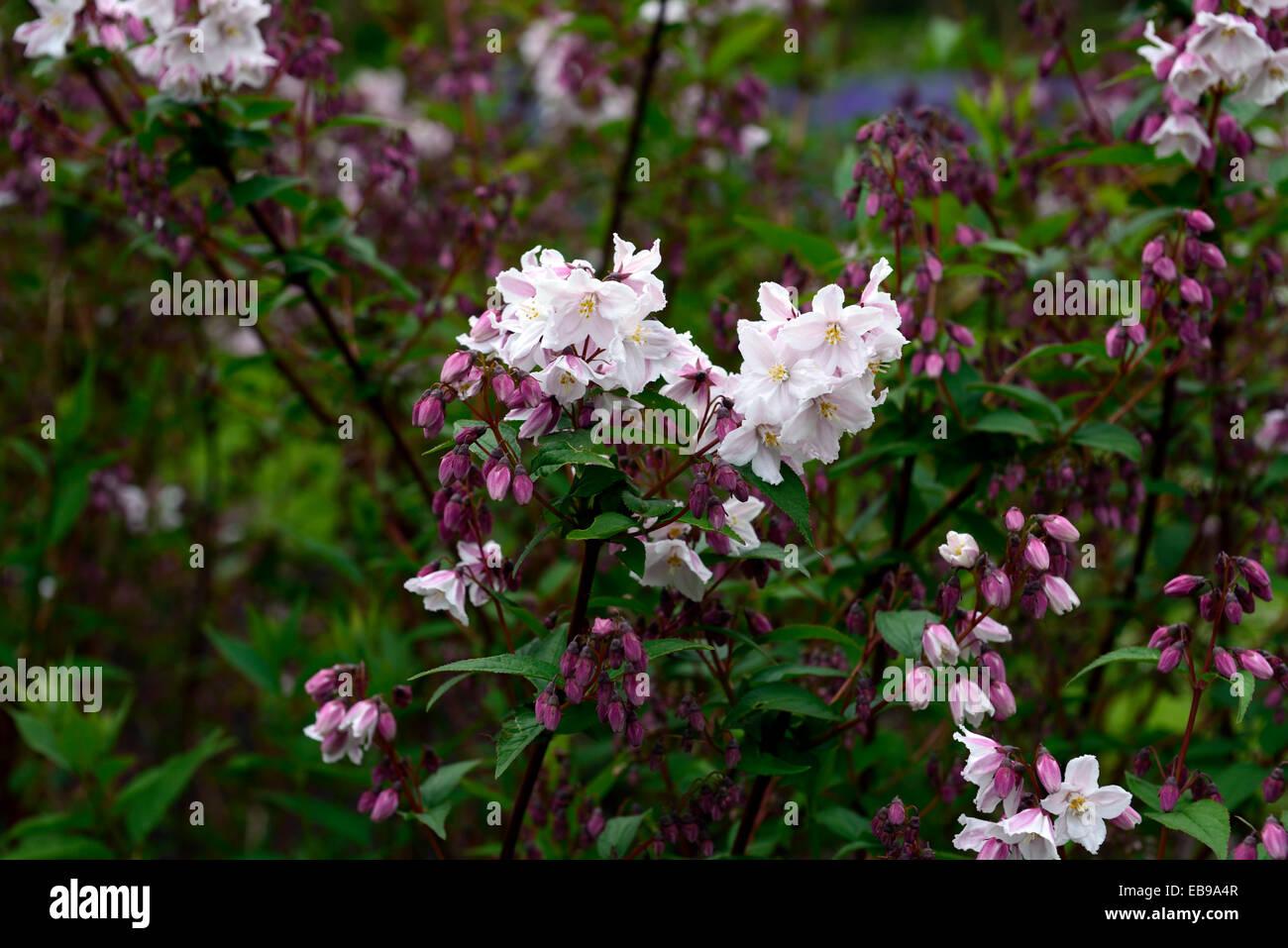 deutzia x rosea var eximia deutzias summer closeup white pink flowering deciduous shrubs flowers RM Floral Stock Photo