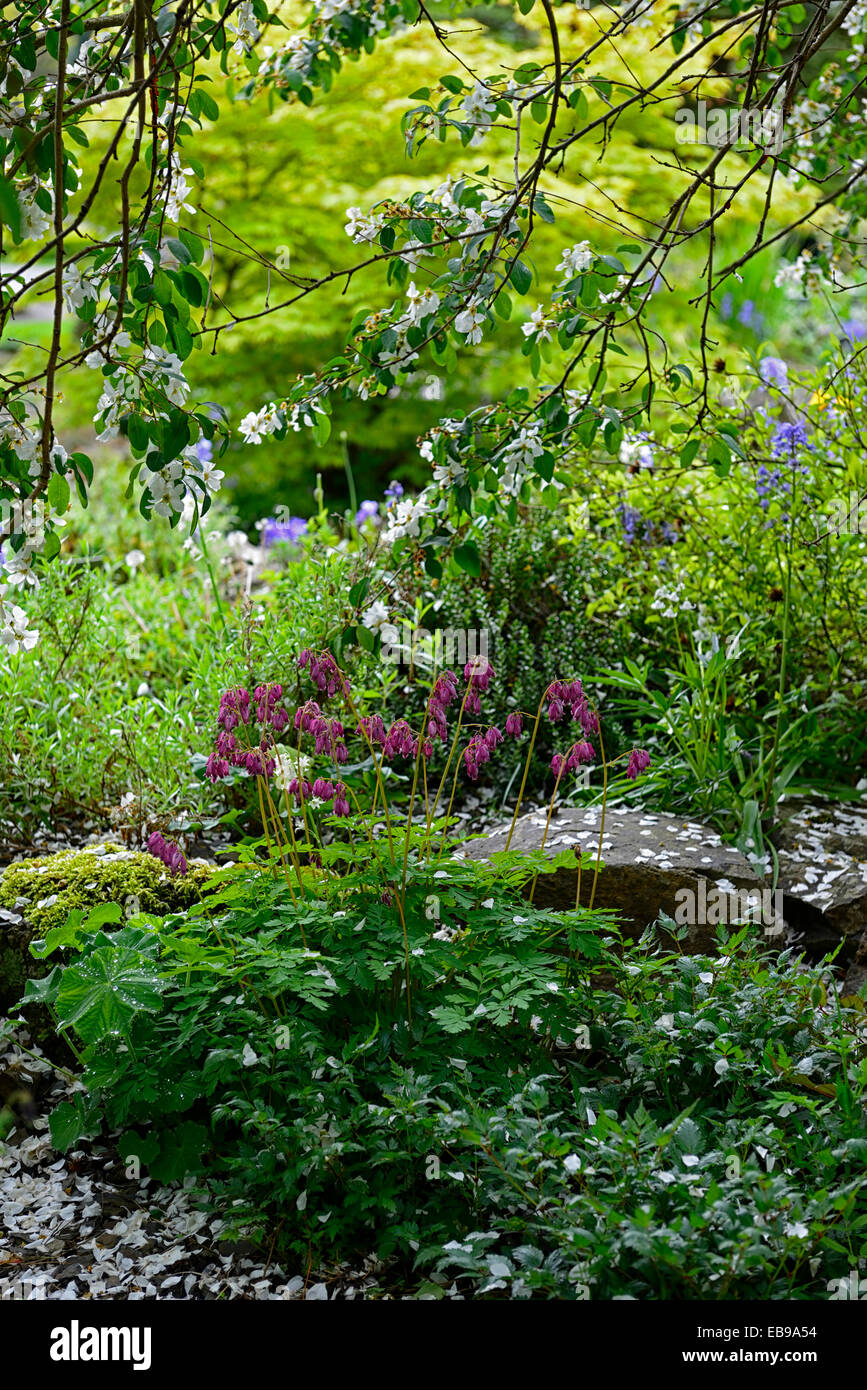 dicentra eximia exochorda giraldii flower flowers spring garden bleeding hearts ground cover underplant undrplanting RM Floral Stock Photo