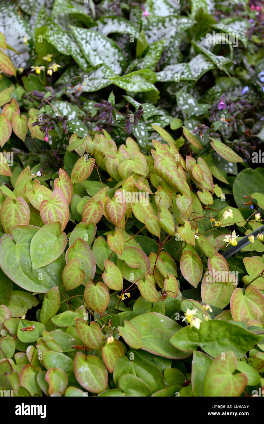 epimedium pulmonaria leaves foliage spring dense ground cover shade shaded shady garden woodland RM Floral Stock Photo