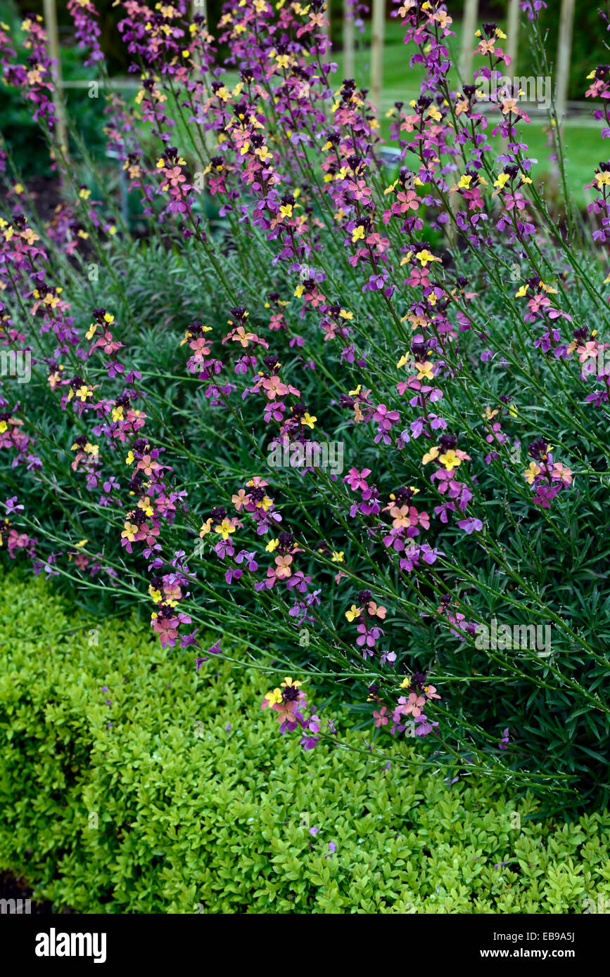 erysimum mutabile yellow pink wallflowers spring bedding flower flowering RM Floral Stock Photo