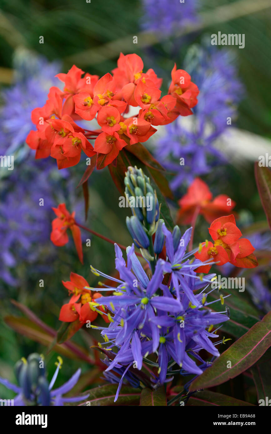 euphorbia griffithii fireglow camassia leichtlinii caerulea orange blue color colour combination planting scheme spring flowers Stock Photo