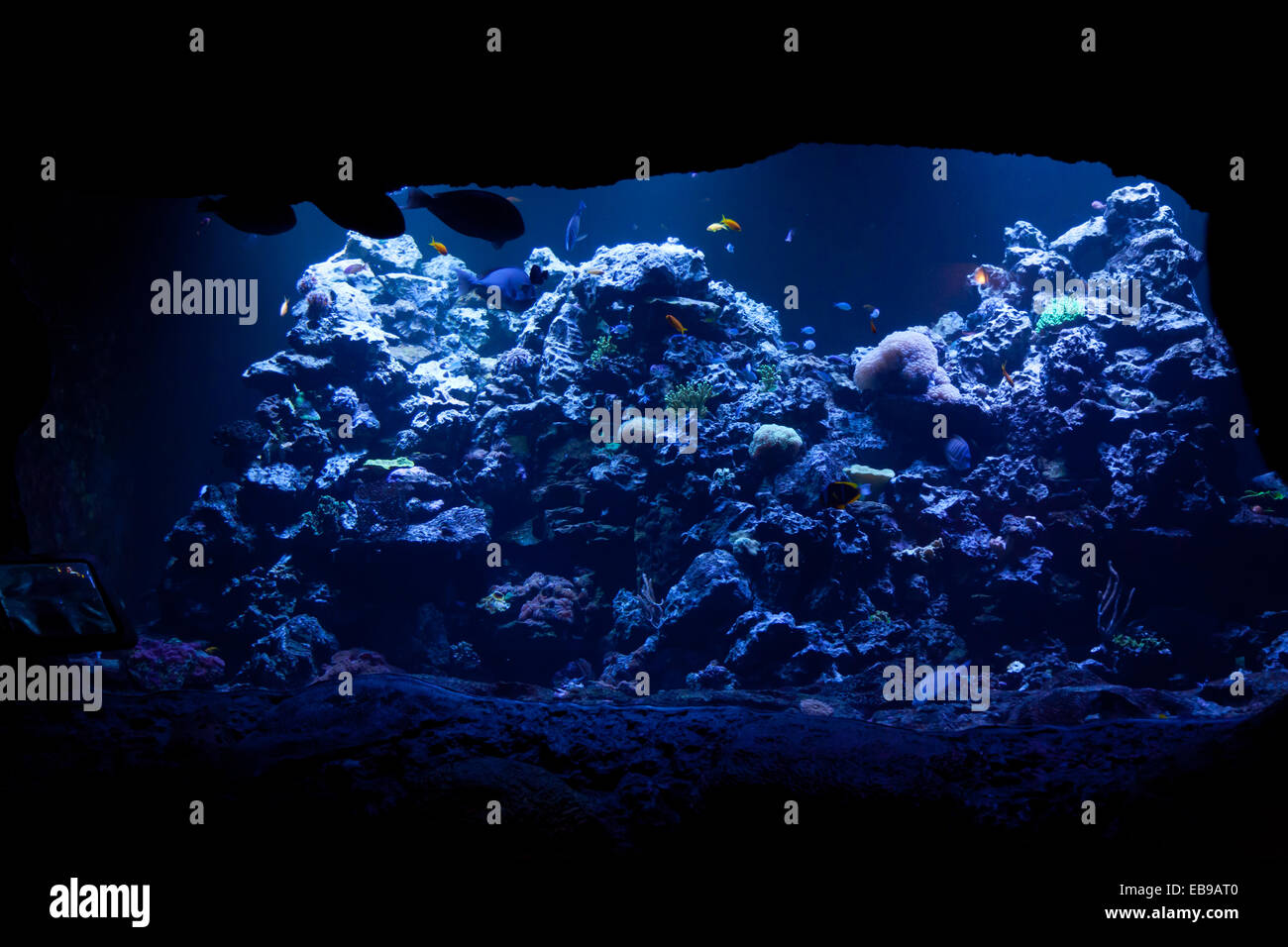 Aquarium tank lit by blue lights at Virginia Aquarium in Virginia Beach