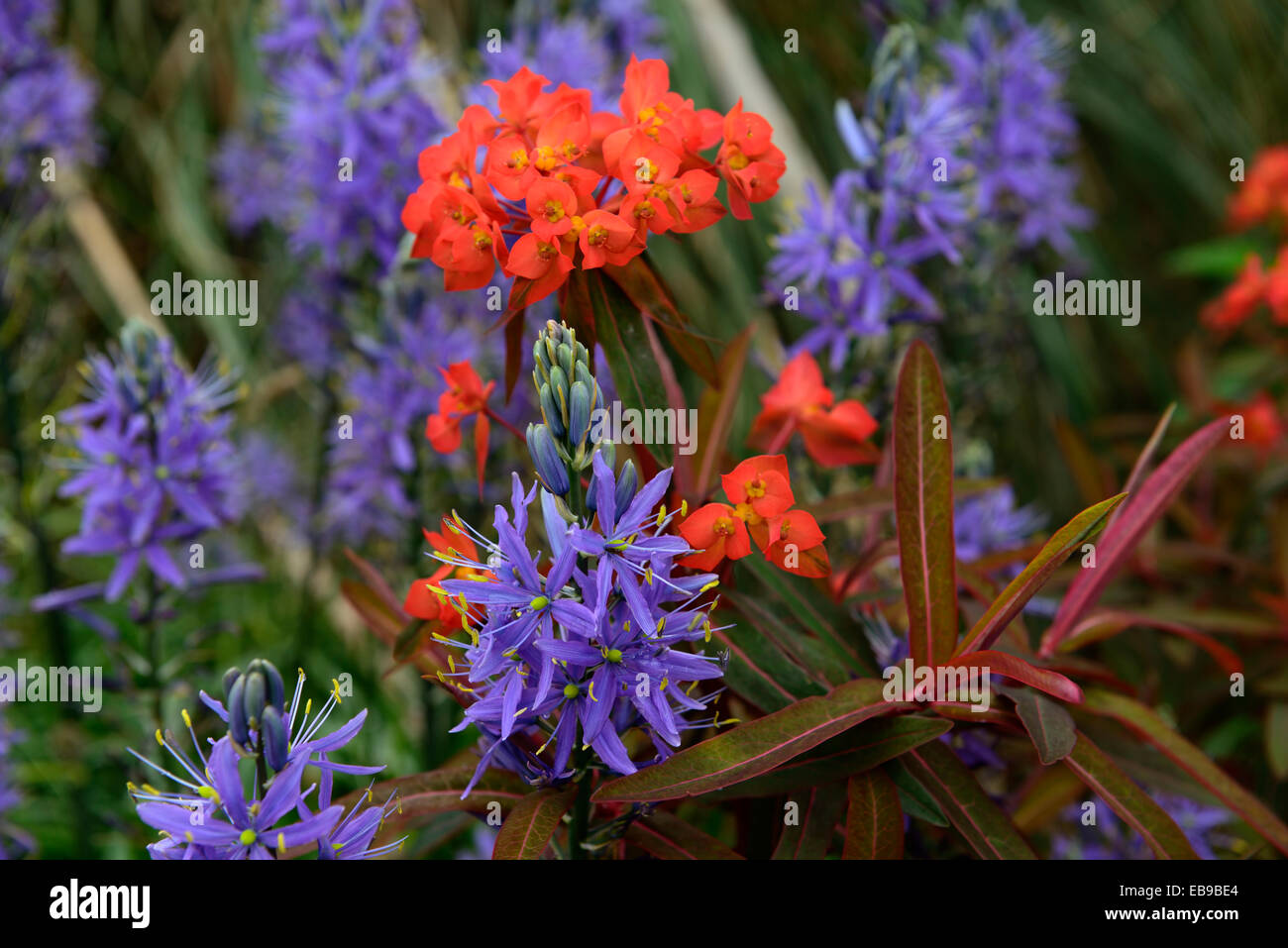 euphorbia griffithii fireglow camassia leichtlinii caerulea orange blue color colour combination planting scheme spring flowers Stock Photo