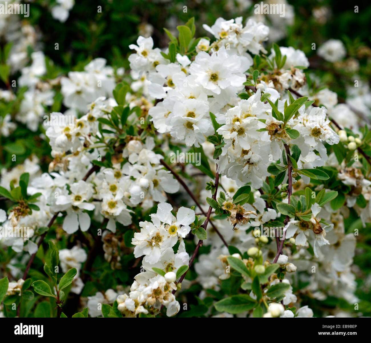 exochorda x macrantha the bride white flower flowers flowering shrubs summer  RM Floral Stock Photo