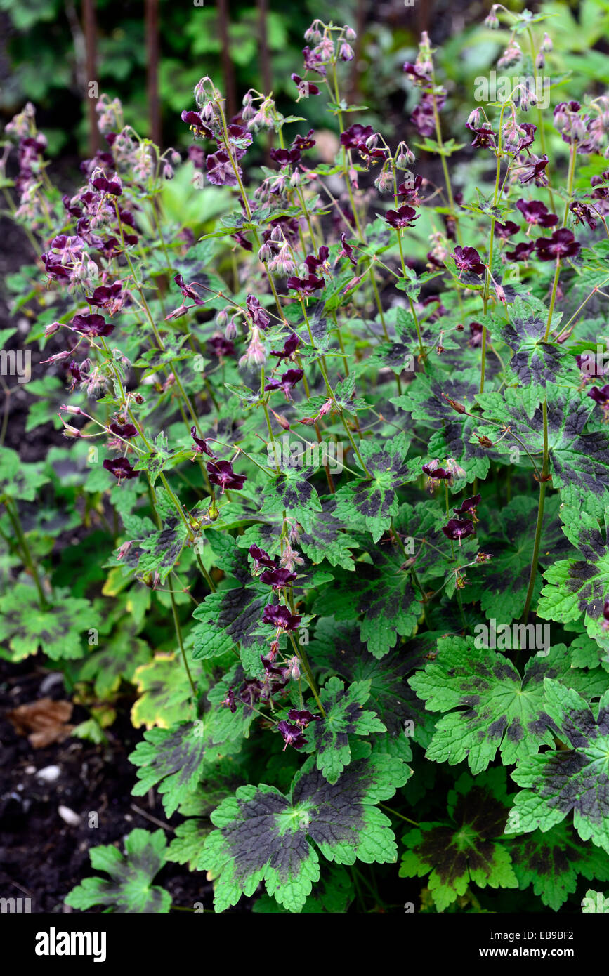 geranium phaeum samobor black flowers flower Dusky Cranesbill Mourning Widow Black Widow flowering RM Floral Stock Photo