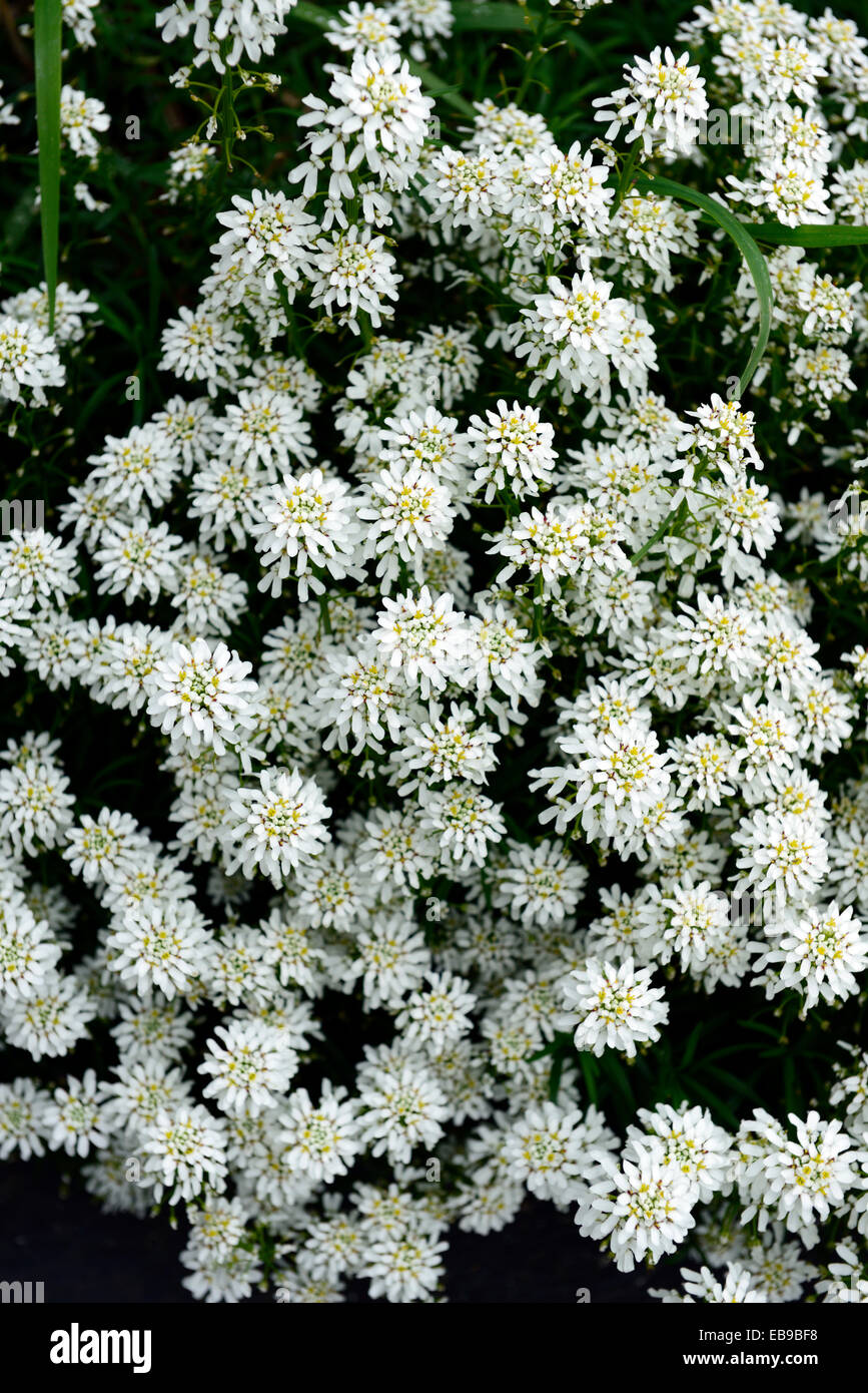 iberis sempervirens schneeflocke Evergreen candytuft white spring flowers flower flowering alpine plant RM Floral Stock Photo