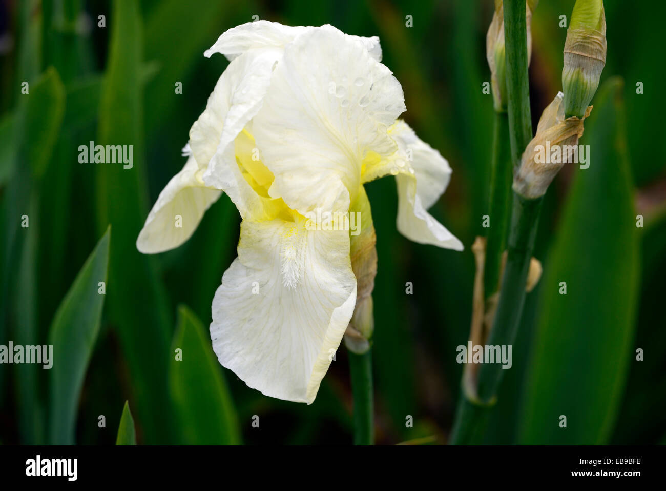 iris barbataelatior lugano flowers flowering gardens country cottage