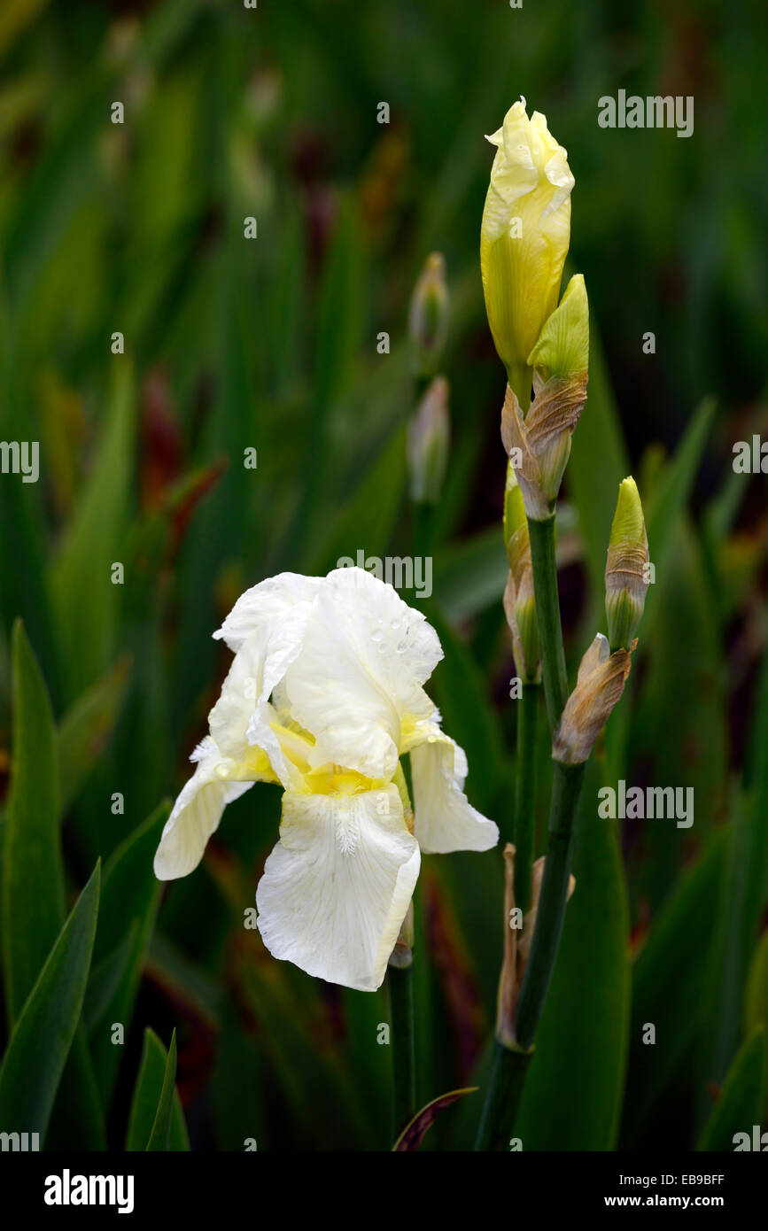iris barbata-elatior lugano flowers flowering gardens country cottage white plant portraits perennials closeups RM Floral Stock Photo