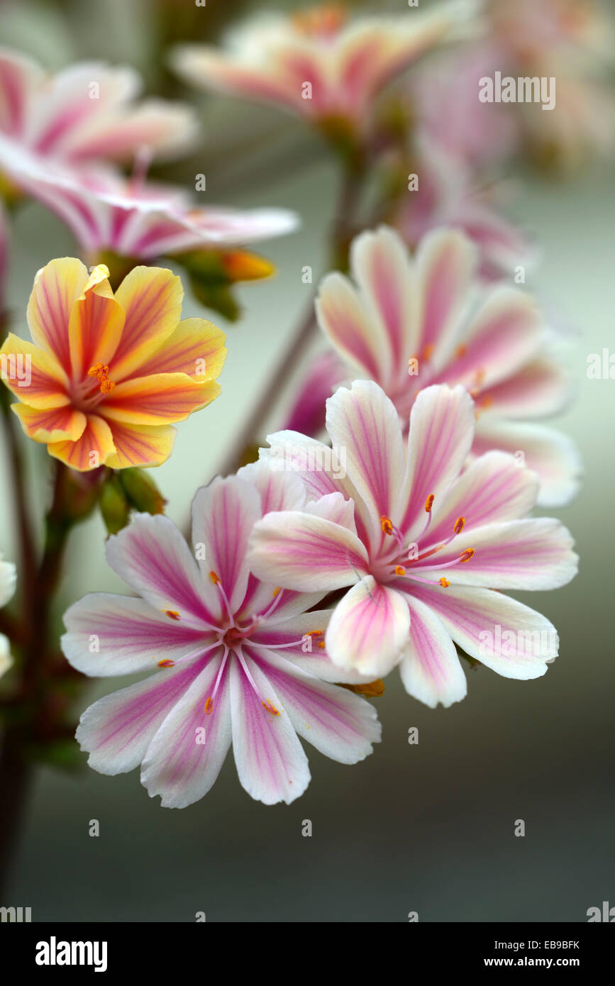 lewisia cotyledon var cotyledon Pink white bitter root hybrid flowers bloom blossom closeup close up macro RM Floral Stock Photo