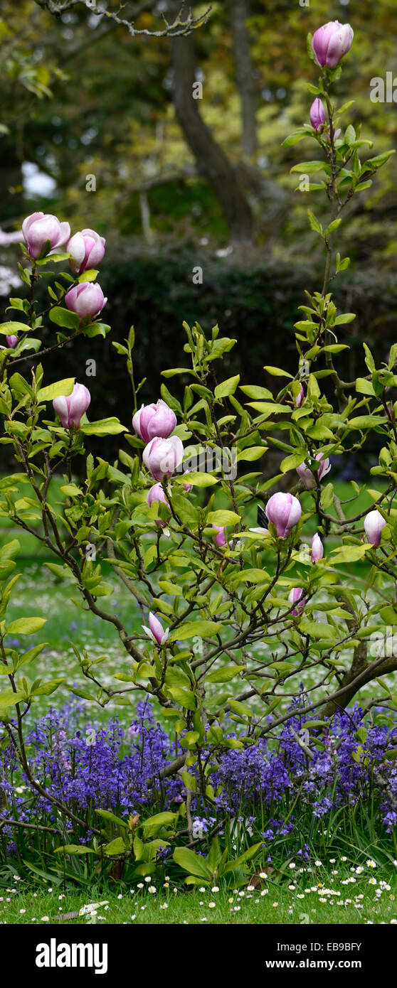 magnolia x soulangeana alexandrina pink flowers spring bluebells flower ...