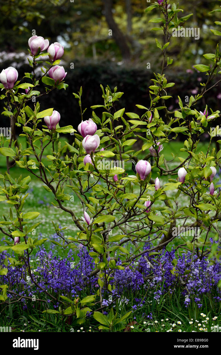 magnolia x soulangeana alexandrina pink flowers spring bluebells flower ...