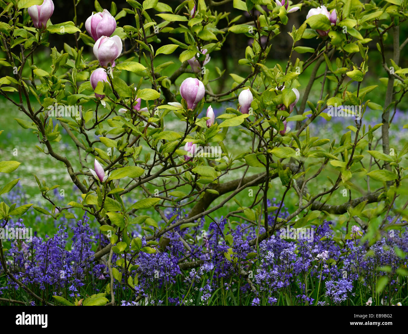 magnolia x soulangeana alexandrina pink flowers spring bluebells flower ...