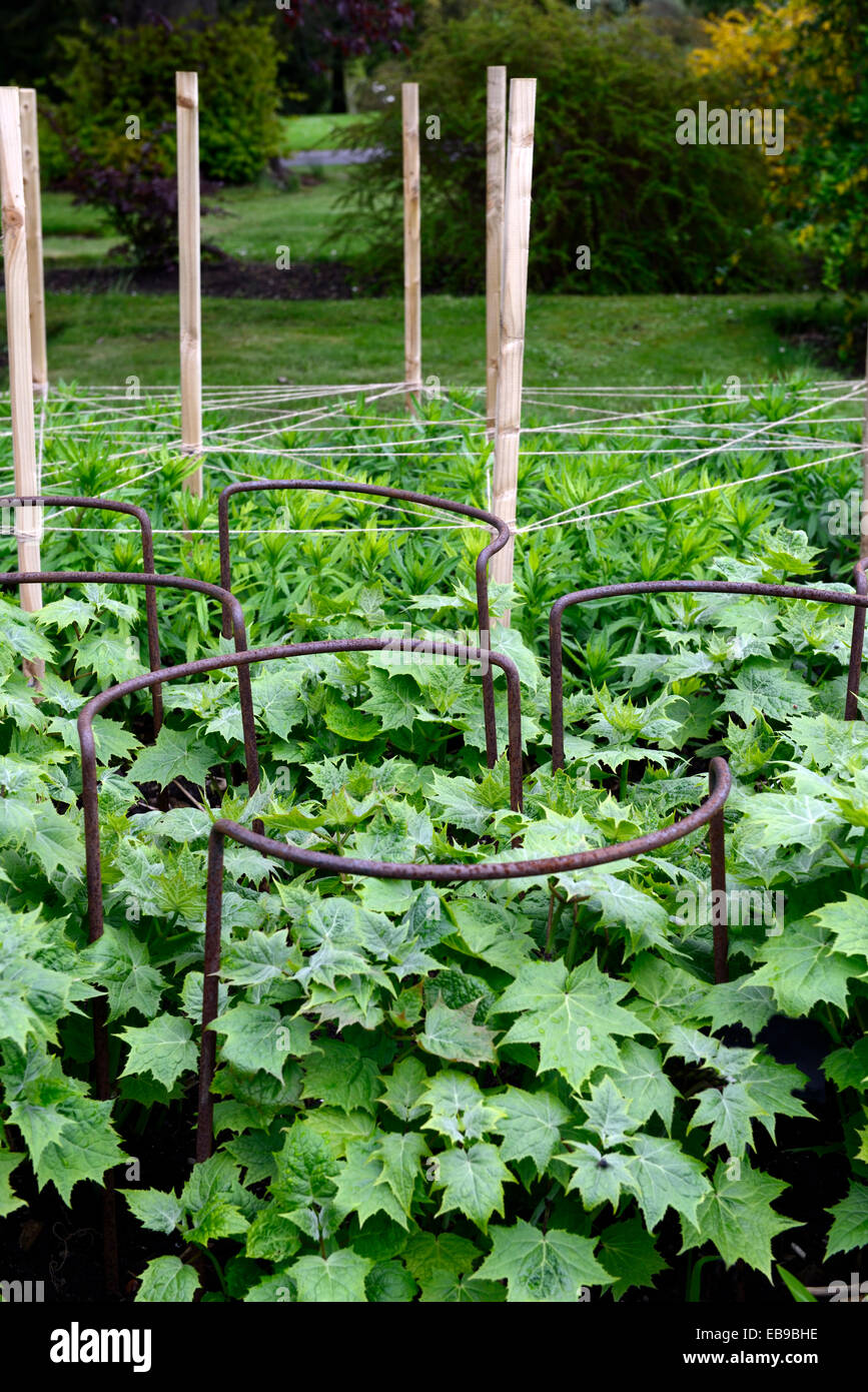 metal ring support supporting new growth in place kirengeshoma palmata garden gardening planting scheme RM Floral Stock Photo