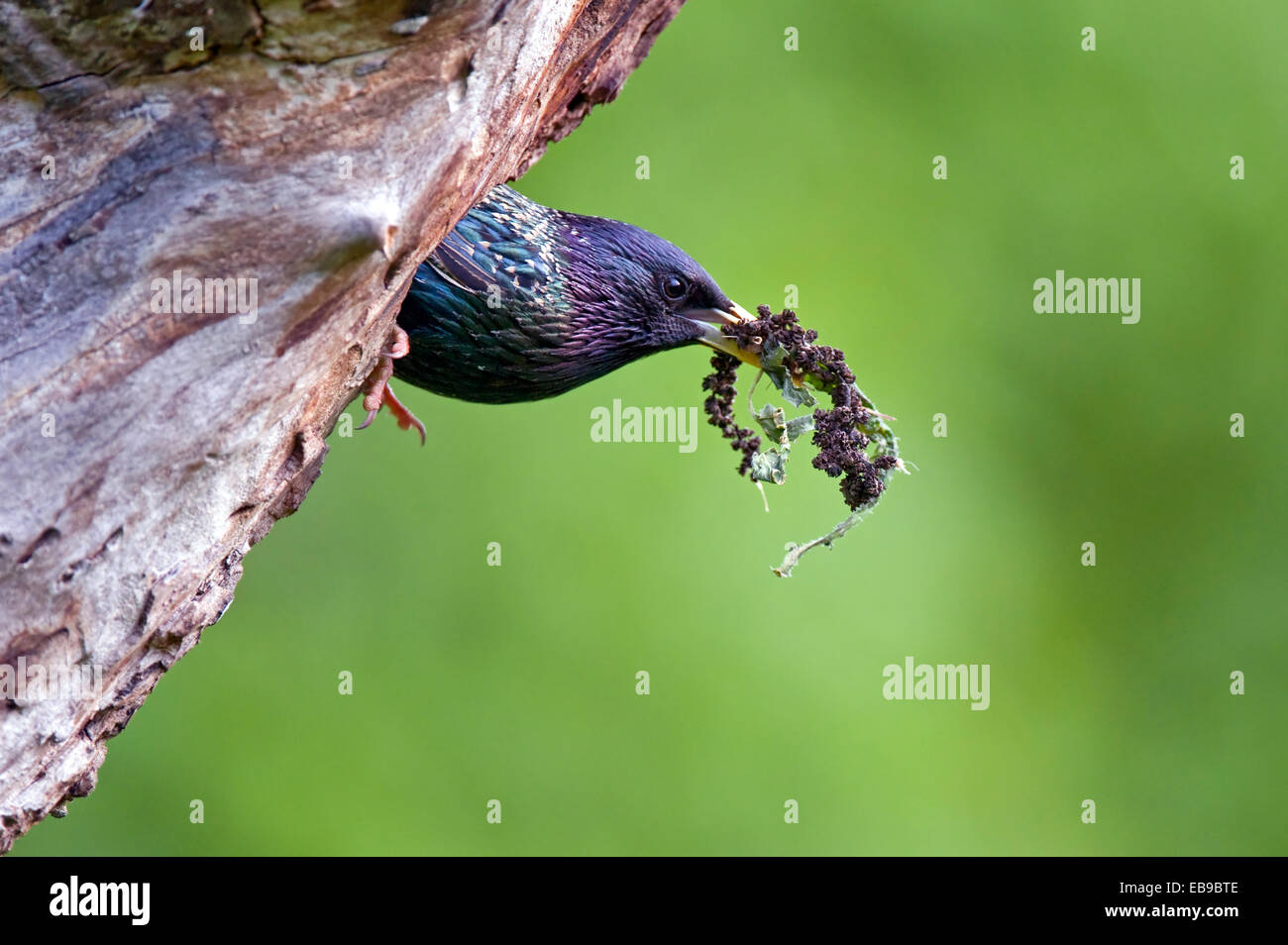Common starling building a nest Stock Photo
