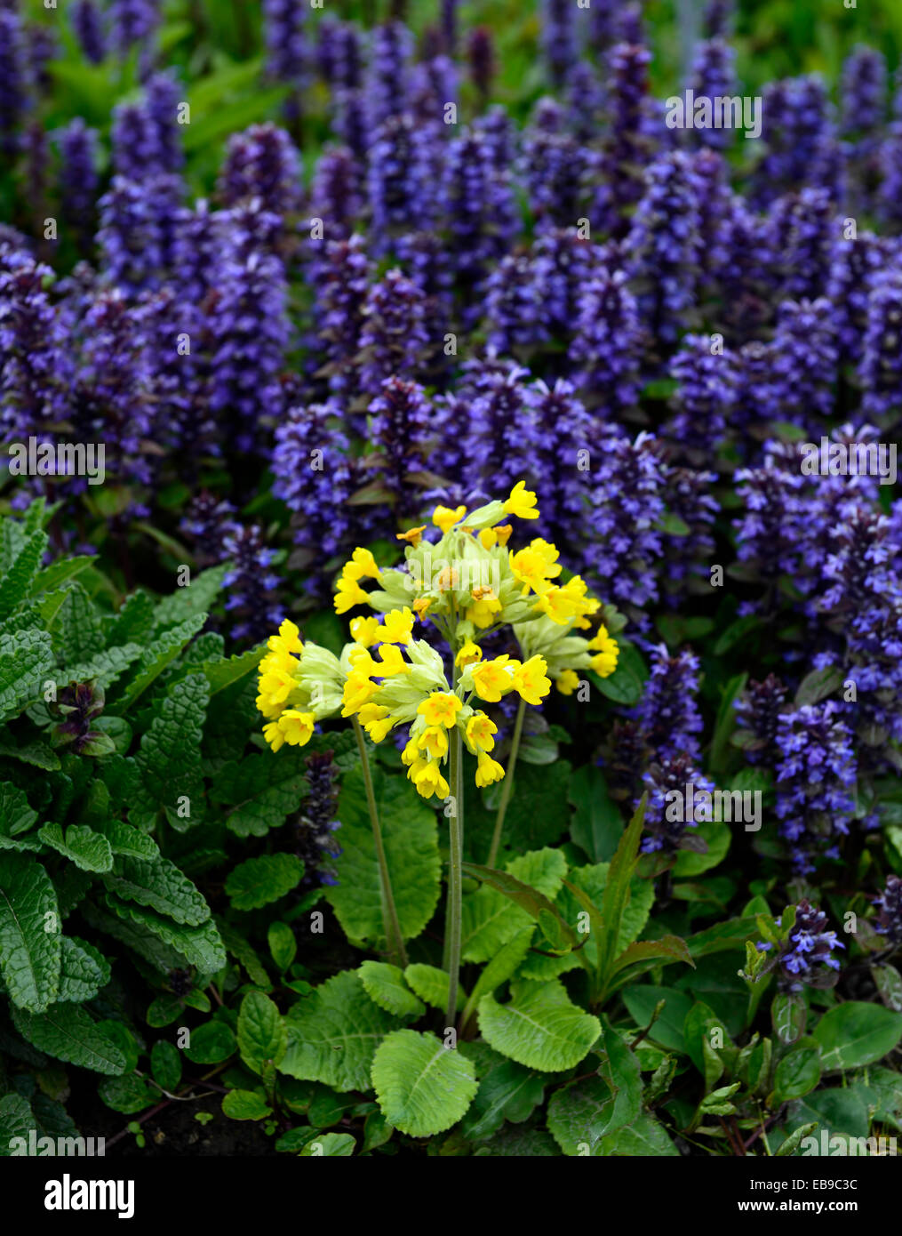 primula veris ajuga reptans cowslips bugleweed purple yellow flower flowers flowering planting combination scheme RM Floral Stock Photo