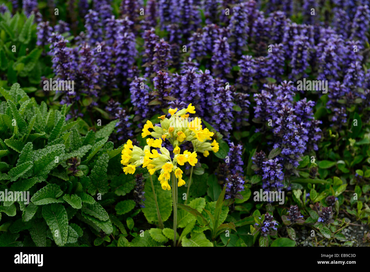 primula veris ajuga reptans cowslips bugleweed purple yellow flower flowers flowering planting combination scheme RM Floral Stock Photo