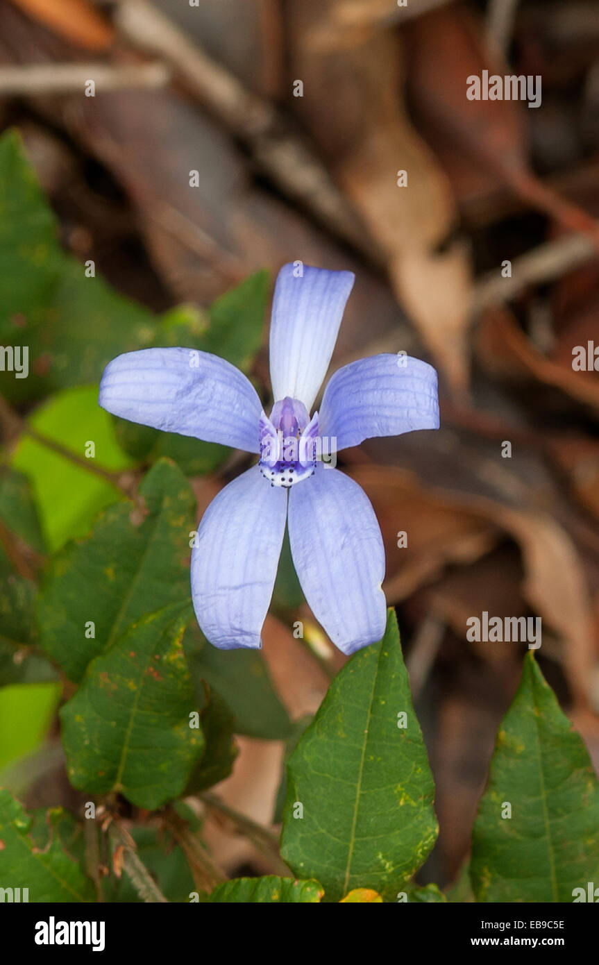 Blue orchid hires stock photography and images Alamy