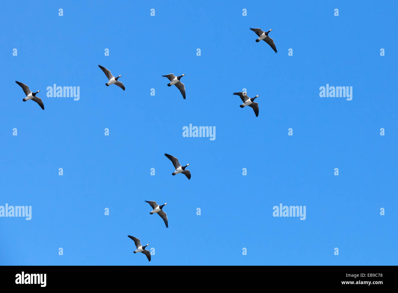Group of Canadian geese flying in V shaped flock on blue sky background