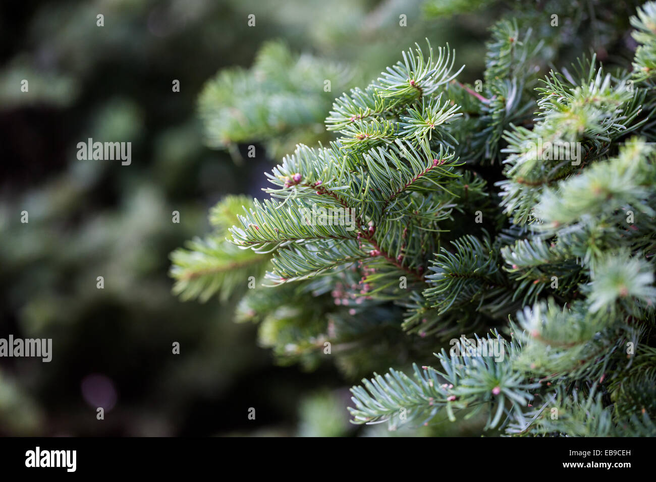 Beautiful fresh cut Christmas trees at Christmas tree farm Stock Photo ...