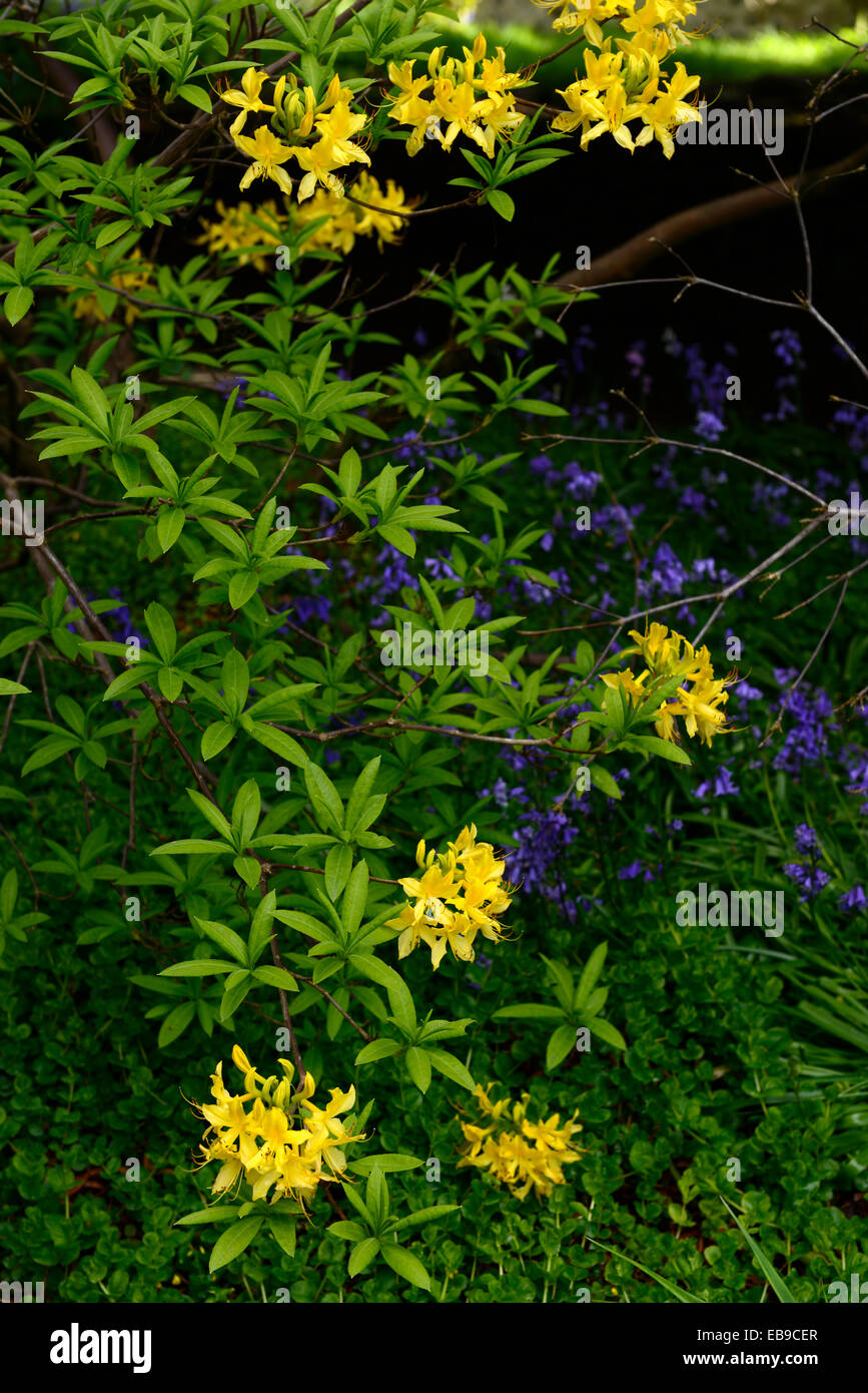 rhododendron luteum english bluebells yellow blue color colour combination planting scheme spring shade shaded shady wood Stock Photo