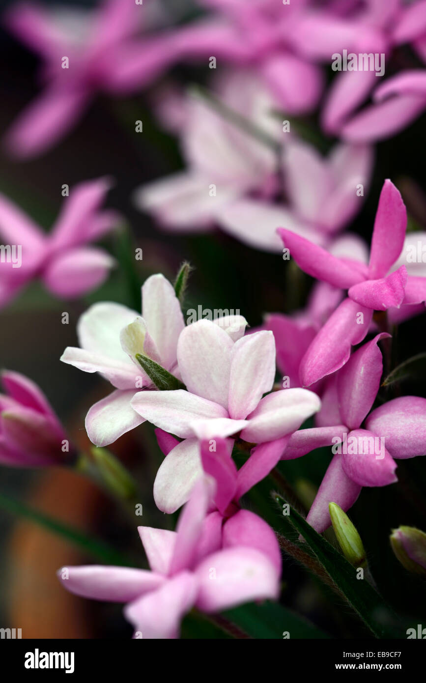 Rhodohypoxis Fred Broome pink flowers flower star shape shaped perennial alpine flower bloom blossom clump forming Stock Photo