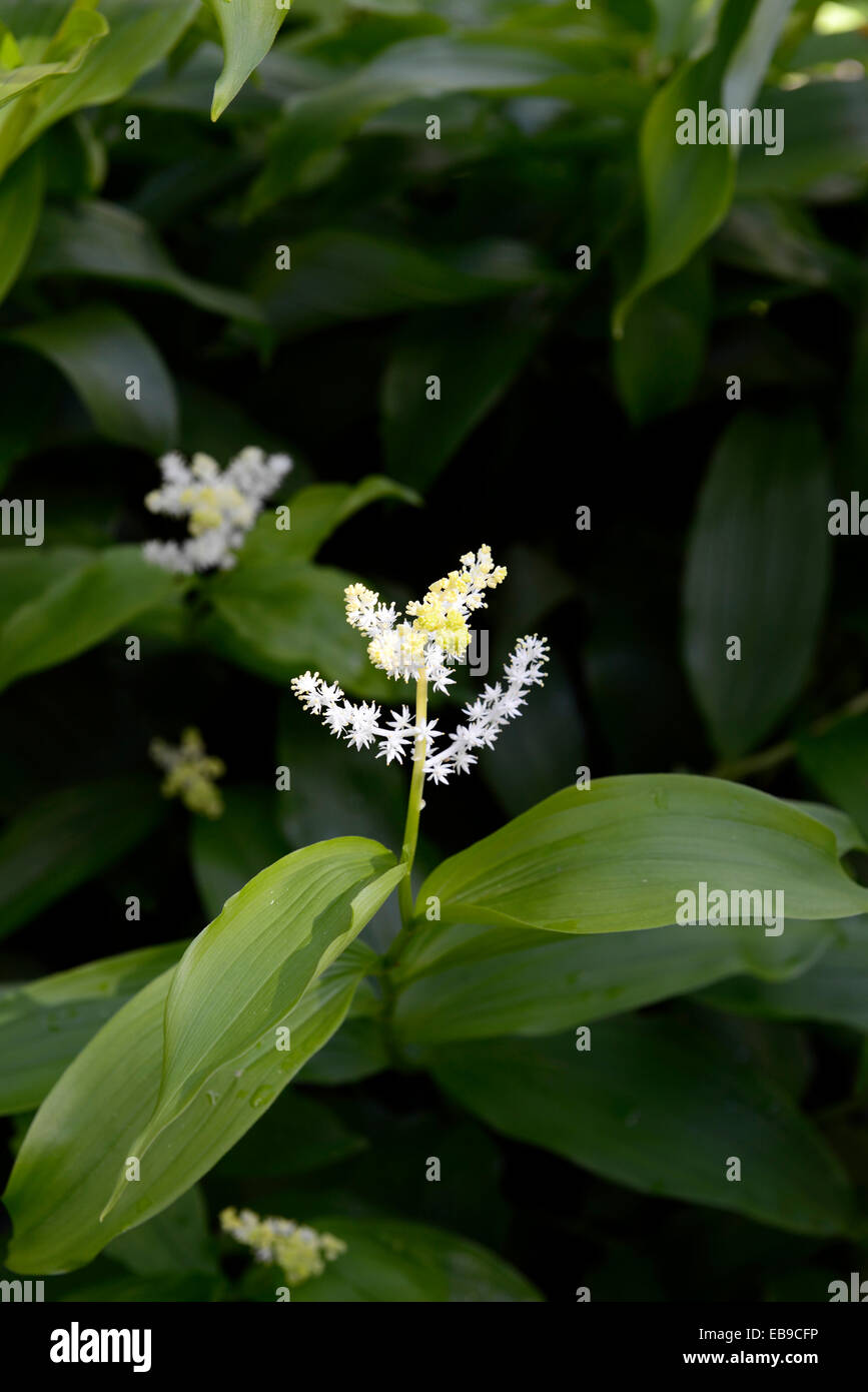 smilacina racemosa white flowers green foliage wood woodland shady shade shaded spring flower flowering RM Floral Stock Photo