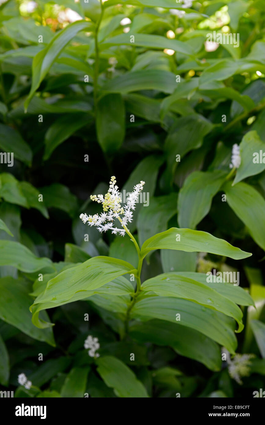 smilacina racemosa white flowers green foliage wood woodland shady shade shaded spring flower flowering RM Floral Stock Photo