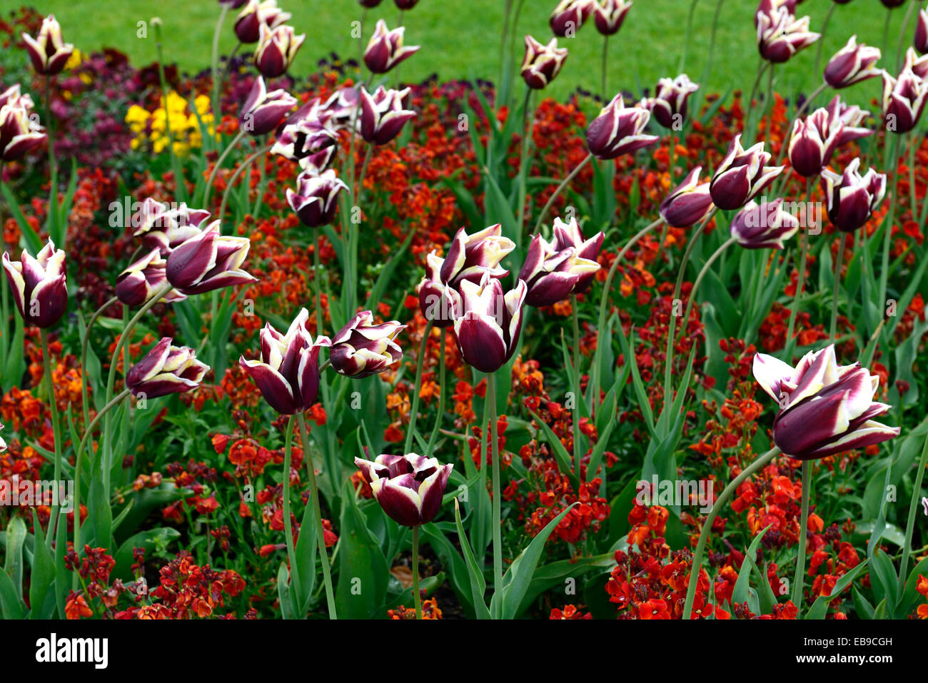 tulipa gavota triumph wallflower scarlet bedder white red purple plant planting scheme bed border spring combination RM Floral Stock Photo
