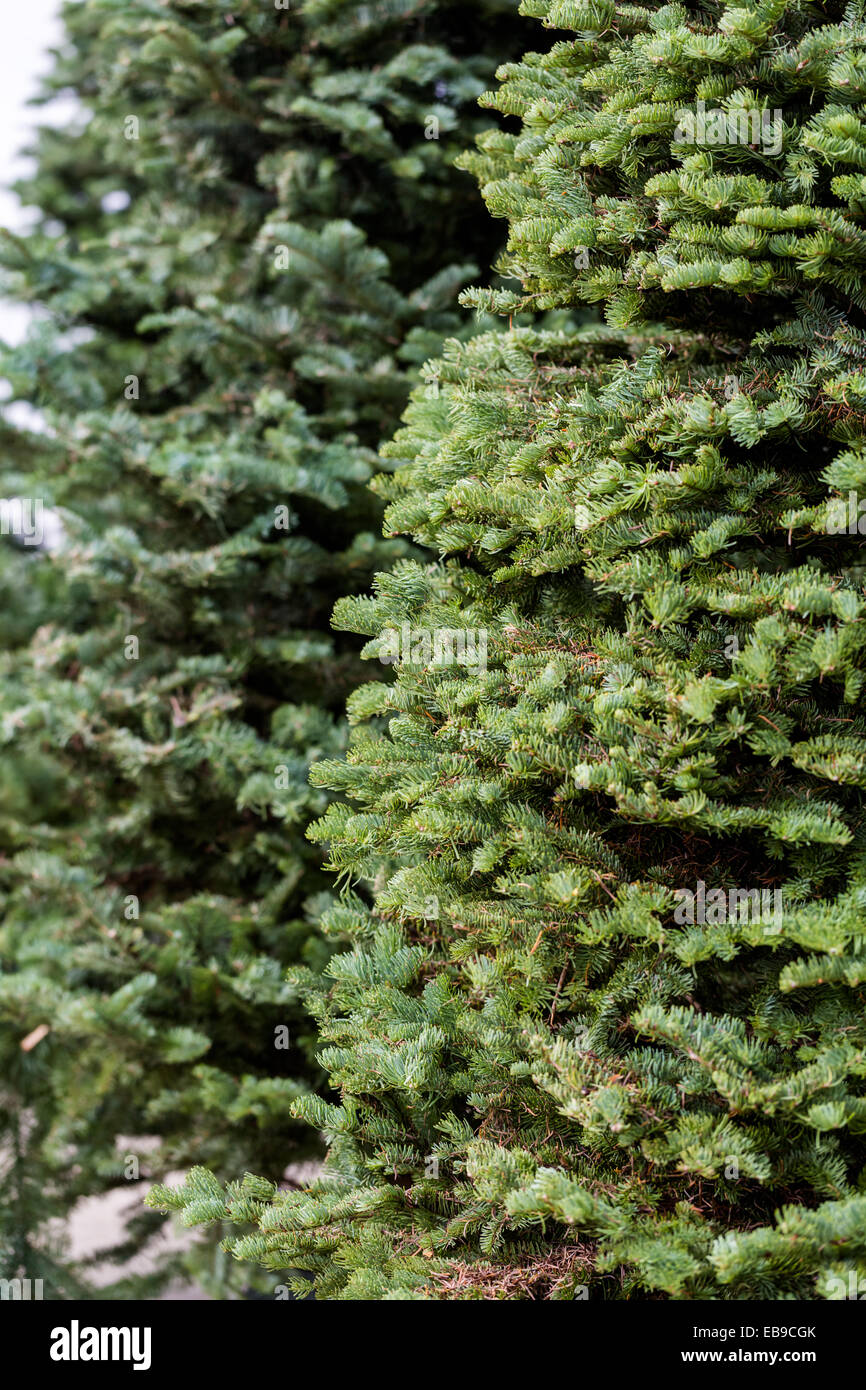 Beautiful fresh cut Christmas trees at Christmas tree farm Stock Photo ...