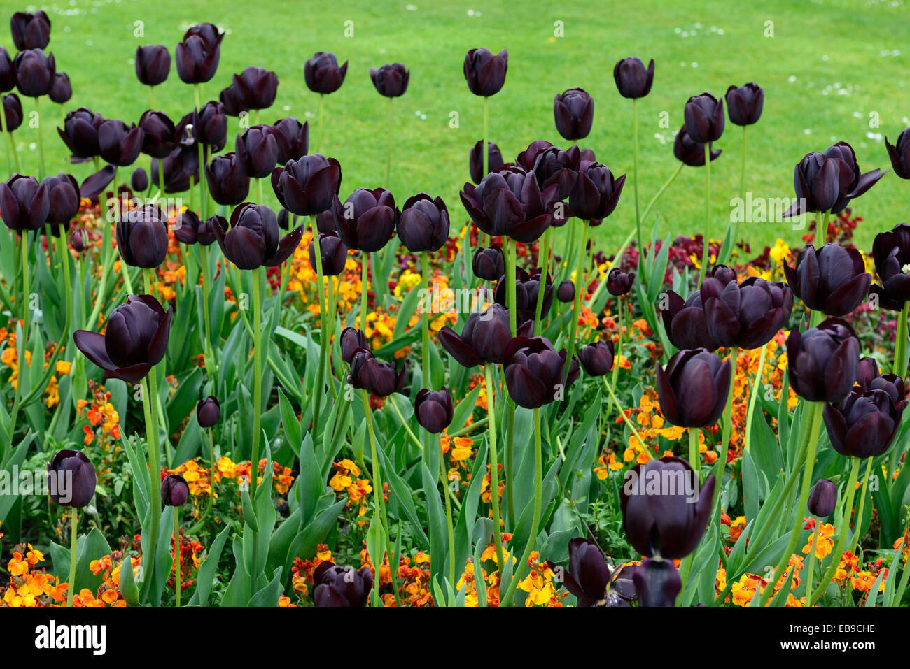 Tulipa Queen Of The Night Wallflower Orange Bedder Erysimum Stock Photo Alamy