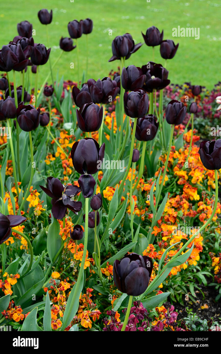 tulipa queen of the night wallflower orange bedder Erysimum Cheiranthus Cheiri black orange combination planting scheme flowers Stock Photo