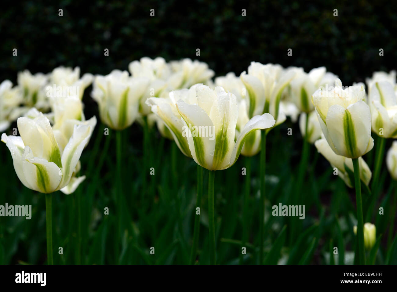 tulipa spring green viridiflora group tulip AGM Division 8 white green flowers flower flowering spring bulb bulbs RM Floral Stock Photo