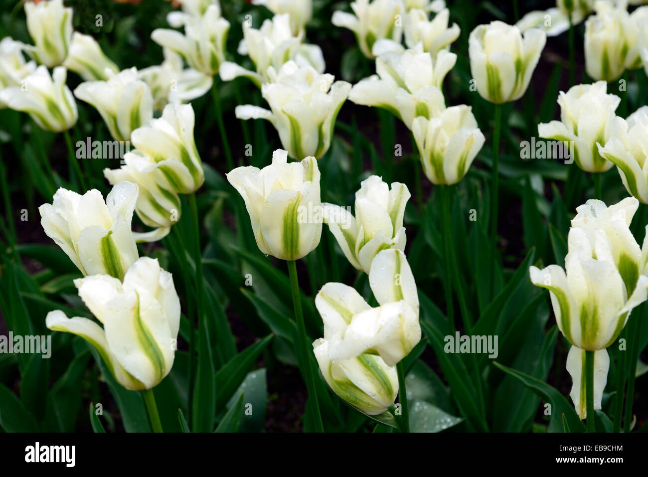 tulipa spring green viridiflora group tulip AGM Division 8 white green flowers flower flowering spring bulb bulbs RM Floral Stock Photo
