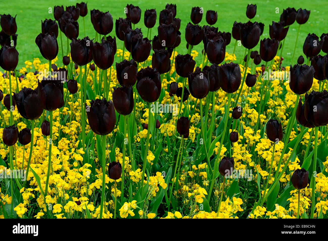 tulipa vincent van gogh wallflower cloth of gold Erysimum Cheiranthus Cheiri black yellow combination planting scheme flowers Stock Photo