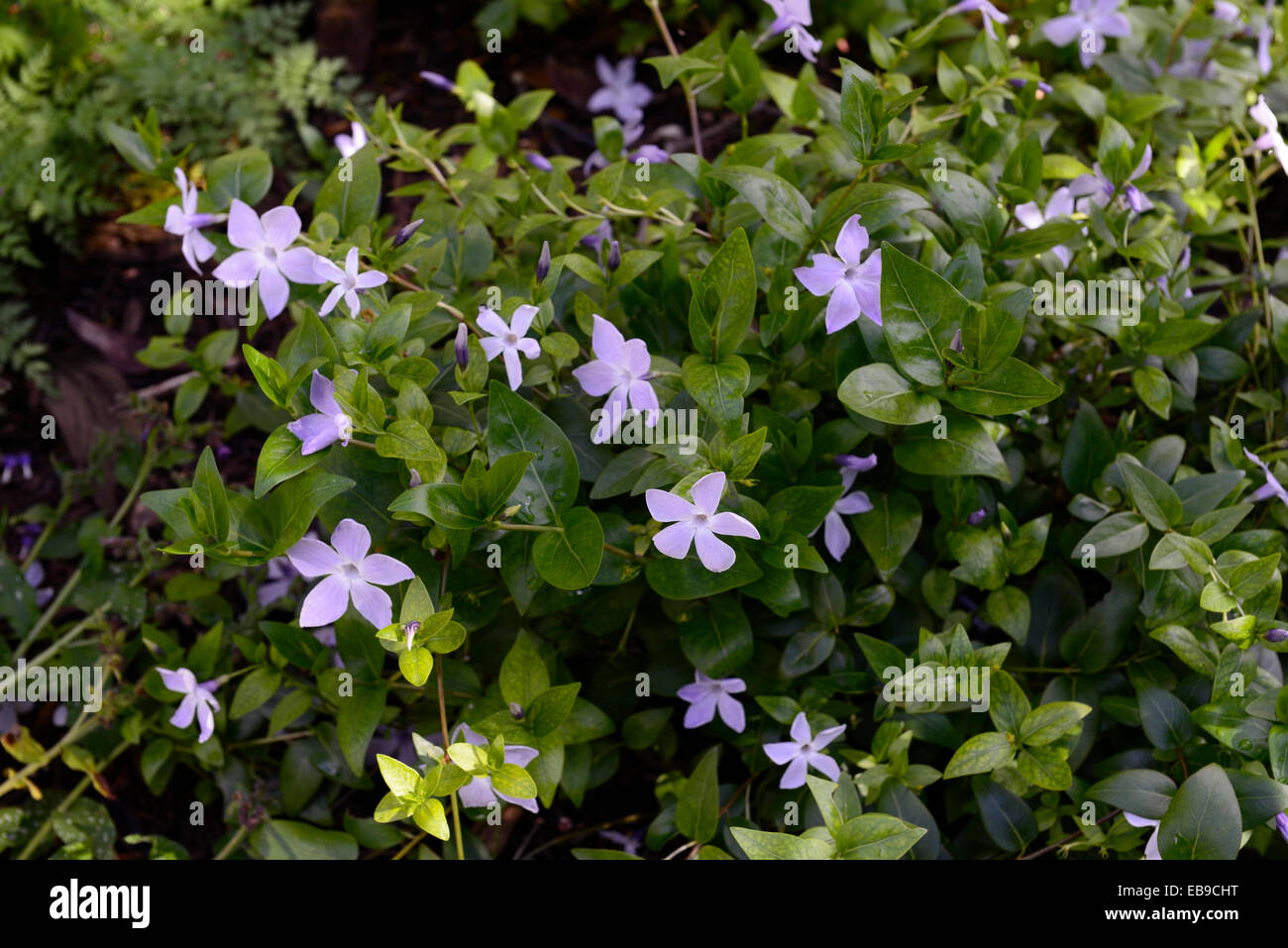 Purple Vinca minor flowers periwinkle blooms green foliage carpet ...