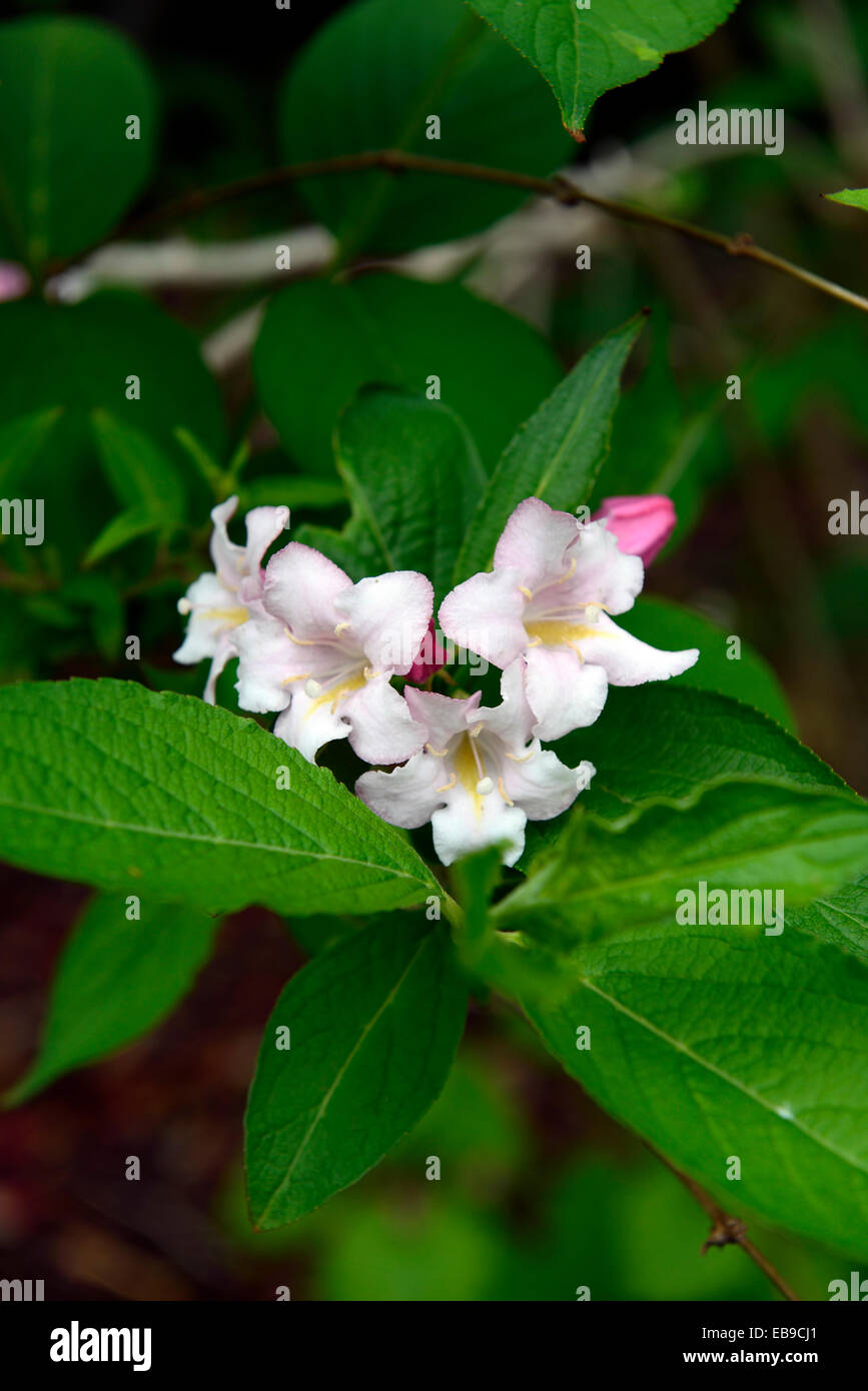 White Weigela High Resolution Stock Photography And Images Alamy