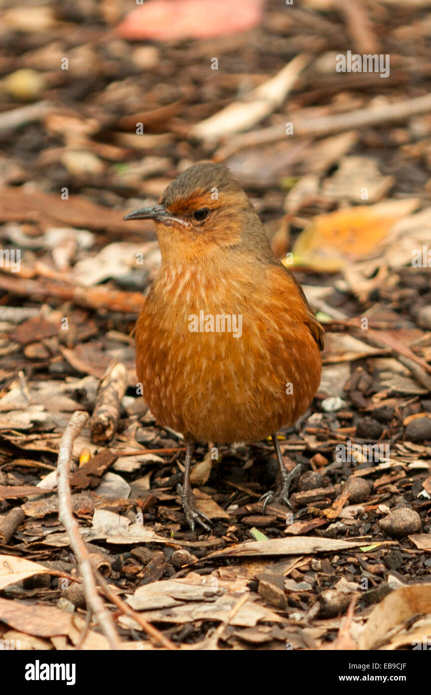 Rufous Treecreeper, Climacteris rufus in Gloucester NP, WA, Australia
